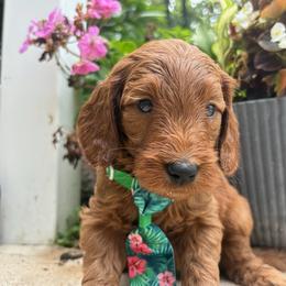 Cypress - Red  male Goldendoodle puppy in Camden, North Carolina from Oopsie Doodles of NC
