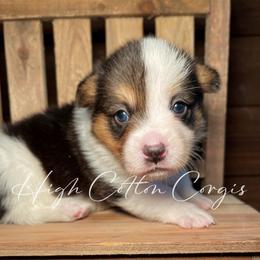 Holstein-Mismark - White and black male Pembroke Welsh Corgi puppy in Benton, Arkansas from High Cotton Corgis