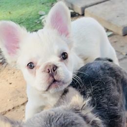 Fluffy cream girl - Cream female French Bulldog puppy in Denison, Texas from Lovemyfrenchies – Stoddard Frenchbulldog's