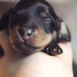 Dachshund Puppies from Aster Creek Kennel