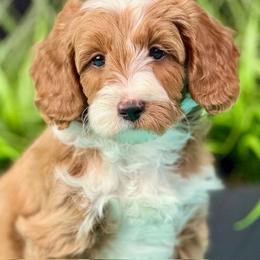 Prancer - Red  male Goldendoodle puppy in Norton, Ohio from Keepsake Doodles