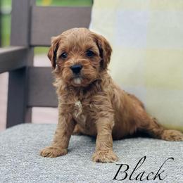 Black - Red male Cavapoo puppy in Coal City, Indiana from Wednesday & Co