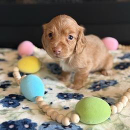 Phoenix - Red female Dachshund puppy in Morristown, Tennessee from Hillside Hounds