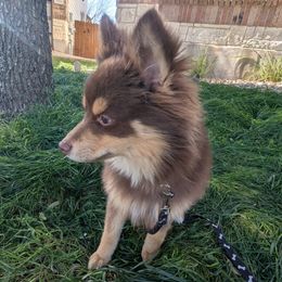 Pomsky Puppies from Tony Hwang