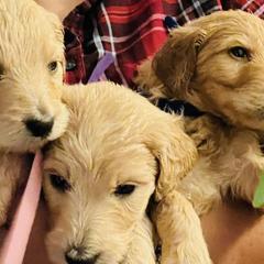 Goldendoodles from Pawsitive Pups HTX