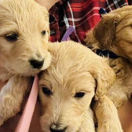 Goldendoodles from Pawsitive Pups HTX
