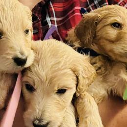 Goldendoodles from Pawsitive Pups HTX