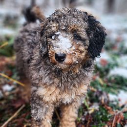 Bernedoodle Puppies from Whispering Aspen Homestead