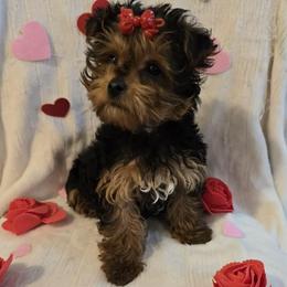 Julia - Black and tan female Yorkshire Terrier puppy in Aiken, South Carolina from Yorkshires Yorkies