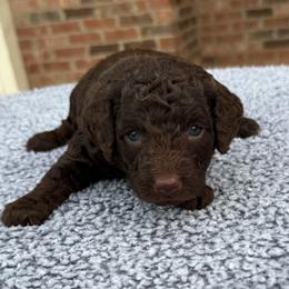 Green Collar - Brown male Poodle puppy in Huntsville, Alabama from Flint River Poodles