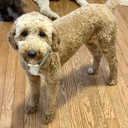 Bindi - Goldendoodle