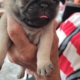 Fawn 1 - Fawn male Pug puppy in Humble, Texas from Rick Barrera Pugs