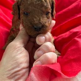 Cash - Red  male Poodle puppy in Mount Vernon, Illinois from AMC Poodles