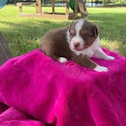 Sarabi - Red tri-color female Australian Shepherd puppy in Stillwater, Oklahoma from Brush Creek Australian Shepards