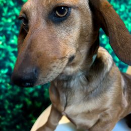 Cinnamon - Dachshund