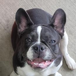Gypsy - French Bulldog