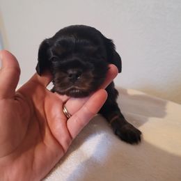 Boy 1 - Cavalier King Charles Spaniel puppy in Hancock, Wisconsin from Wisconsin Cavaliers