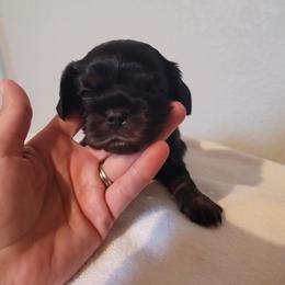 Boy 1 - Cavalier King Charles Spaniel puppy in Hancock, Wisconsin from Wisconsin Cavaliers