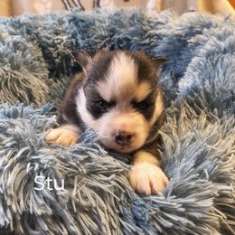 Stu - Silver and white male Pomsky puppy in Blackfoot, Idaho from Snake River Pomskys