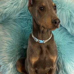 Doberman Pinscher Puppies from Morningstar Kennel