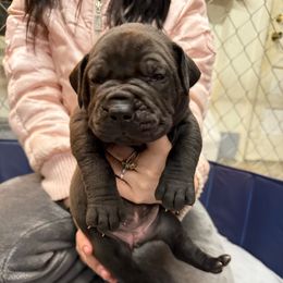 Light pink collar female - Black female Boerboel puppy in Rockford, Illinois from Adoraboerboels