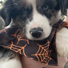 Tennessee - Blue merle female Australian Shepherd puppy in Hopewell, Virginia from Sarah's Australian Shepherds
