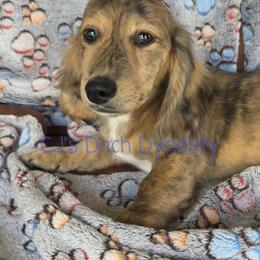 JORDAN 3200 - Cream male Dachshund puppy in Gatesville, Texas from CJ's Dach Dynasty