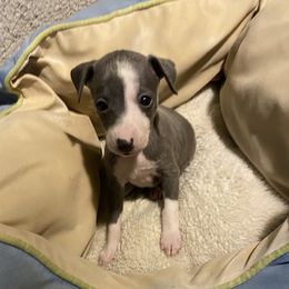 Girl 1 - Italian Greyhound puppy in Frederick, Maryland from Celeste Italian Greyhounds