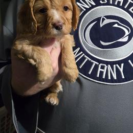 Ladybug - Cream female Cavapoo puppy in Lewisburg, Pennsylvania from Jessie's Puppies