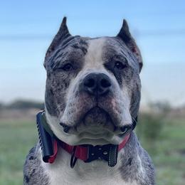 GOOSE - American Bully