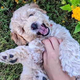 Double Doodle and Goldendoodle Puppies from Big Red Paw Doodles