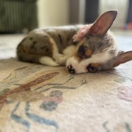 American Corgi and Pembroke Welsh Corgi Puppies from McGovern Family Corgis
