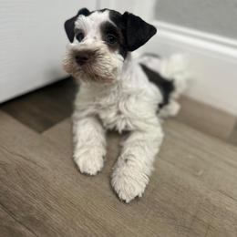 Mary Puppins - Parti female Miniature Schnauzer puppy in Tampa, Florida from PNQ Breeding