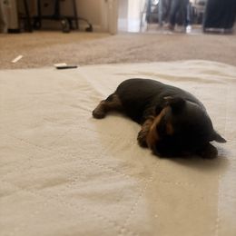 Petra - Black and tan female Yorkshire Terrier puppy in Newman, California from Central Valley Yorkies