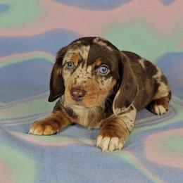 Dachshund Puppies from Newbern's Nuggets