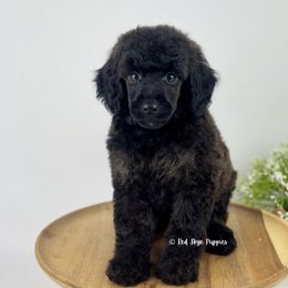 Reno - Sable male Poodle puppy in Republic, Missouri from Red Skye Puppies