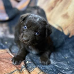 Wrangler - Red & white male Australian Shepherd puppy in Quaker City, Ohio from Wagon Wheel Aussies and Corgi’s
