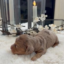 Sadie - Dapple female Dachshund puppy in Menifee, California from Dachshunds in SoCal