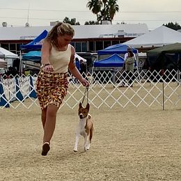 SoCo - Basenji