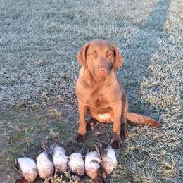 Callie - Chesapeake Bay Retriever