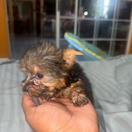Tantor - Black and tan male Yorkshire Terrier puppy in Pomona, California from Lunio's Yorkies