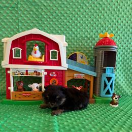Fisher - Black and tan male Pomeranian puppy in Success, Missouri from Sweet Success