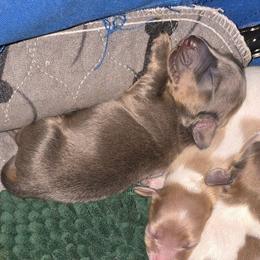 Blue based shaded cream - Blue and cream male Dachshund puppy in Port Charlotte, Florida from Vicki's Dachshund Crossing
