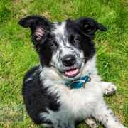 Border Collie, Golden Retriever, and Sporty Mix Puppies from Turbo Border Collies & Coltrievers