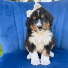 Wendy - Tri-color female Bernedoodle puppy in Bellville, Ohio from Bernedoodle Buddies