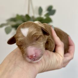 Willow - Apricot female Goldendoodle puppy in S AI Nt John, Indiana from Lulu's Goldendoodles
