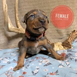 Coral - Blue female Catahoula Leopard Dog puppy in Huntsville, Arkansas from ArkieHoulas