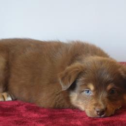 Wildfire - Red tri female Miniature Australian Shepherd puppy in Cody, Wyoming from Quartz Creek Aussies