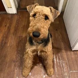 Lydia - Airedale Terrier