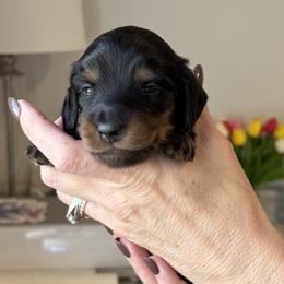 Real - Black and tan female Dachshund puppy in Meridian, Idaho from Schön Duchshund